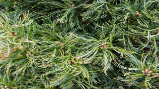 Pinus Strobus 'Squiggles' (Squiggles White Pine)