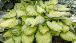 Hosta 'Stained Glass' (Plantain Lily)