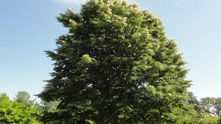 Tilia Tomentosa 'Sterling Silver' (Sterling Silver Linden)