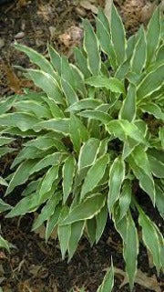 Hosta 'Stiletto' (Plantain Lily)