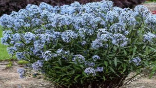 Amsonia Tabernaemontana 'Storm Cloud' (Willow Amsonia)