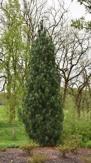 Pinus Strobus 'Stowe Pillar' (Stowe Pillar Eastern White Pine)