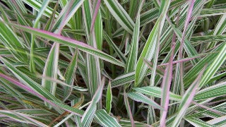 Phalaris Arundinacea Strawberries & Cream (Tricolor Ribbon Grass)