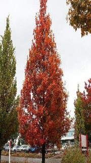 Quercus x Alba x Robur Streetspire (Streetspire Oak)