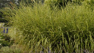 Miscanthus Sinensis 'Strictus' (Porcupine Grass)
