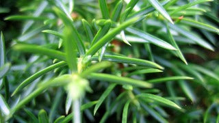 Juniperus Communis 'Suecica Major' (Swedish Juniper)