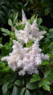 Astilbe x 'Sugarberry' (False Spirea)