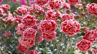 Dianthus x Sugar Plum (Sugar Plum Dianthus)