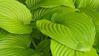 Hosta 'Sum and Substance' (Plantain Lily)