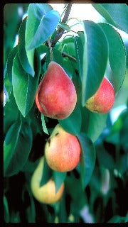Pear 'Summercrisp'