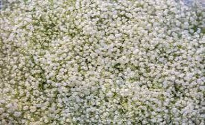 Gypsophila x Summer Sparkles (Summer Sparkles Baby's Breath)