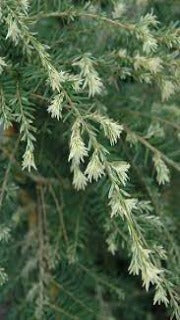 Tsuga Canadensis 'Summer Snow' (Summer Snow Hemlock)