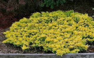 Taxus x media 'Sunburst' (Sunburst Yew)