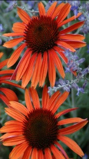 Echinacea x Sundown (Sundown Coneflower)