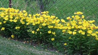 Oenothera Fruticosa ssp. Glauca (Sundrops)