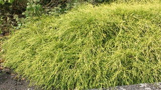 Chamaecyparis Pisifera 'Sungold' (Sungold Falsecypress)