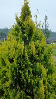 Thuja Occidentalis 'Sunkist' (Sunkist Cedar)