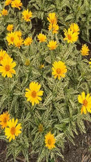 Heliopsis Helianthoides 'Sunstruck' (Sunstruck Sunflower)