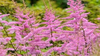 Astilbe Chinensis Var. Taquetii 'Superba' (Fall Astilbe, Chinese Astilbe)