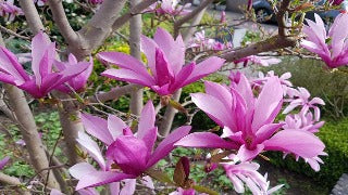 Magnolia x 'Susan' (Susan Magnolia)