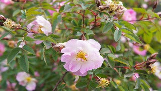 Rosa Palustris (Swamp Rose)