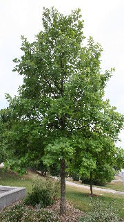 Quercus Bicolor (Swamp White Oak)