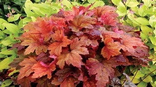 Heucherella x 'Sweet Tea' (Foamy Bells)