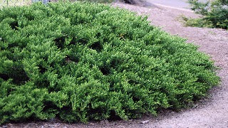 Juniperus Sabina 'Tamariscifolia' (Tamarix Juniper)