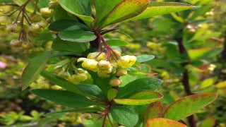 Berberis Thunbergii Emerald Carousel 'Tara' (Emerald Carousel Barberry)