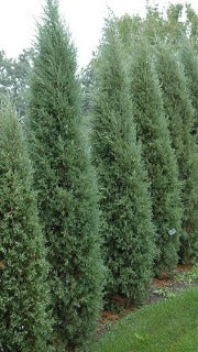 Juniperus Virginiana 'Taylor' (Taylor Eastern Red Cedar)