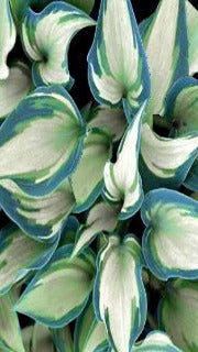 Hosta 'Teacher's Pride' (Plantain Lily)