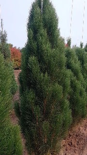 Pinus Nigra 'Teardrop' (Teardrop Columnar Austrian Pine)
