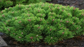 Pinus Mugo 'Teeny' (Teeny Dwarf Mugo Pine)