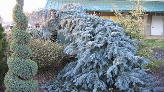 Picea Pungens 'The Blues' (Weeping Blue Spruce)