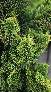 Chamaecyparis Obtusa 'Thoweil' (Thoweil Hinoki Falsecypress)