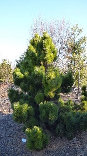 Pinus Thunbergii 'Thunderhead' (Thunderhead Black Pine)