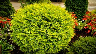 Thuja Occidentalis 'Golden Globe' (Golden Globe Cedar)