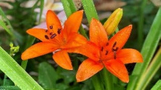 tiny dino asiatic lily Lilium x 'Tiny Dino' (Asiatic Lily) – The NuScape Store