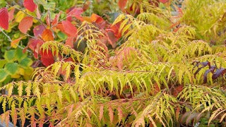 Rhus Typhina Tiger Eyes 'Bailtiger' (Tiger Eyes Cutleaf Sumac)