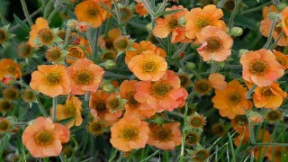 Geum x Totally Tangerine 'Tim's Tangerine' (Totally Tangerine Avens)