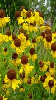 Helenium Flexuosum 'Tiny Dancer' (Sneezeweed)
