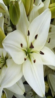 Lilium x 'Tiny Nanny' (Asiatic Lily)