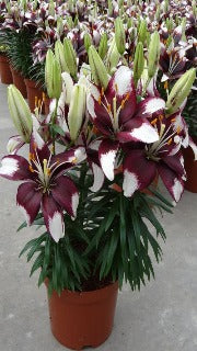 Lilium x 'Tiny Padhye' (Asiatic Lily)