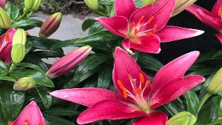 Lilium x 'Tiny Pearl' (Asiatic Lily)
