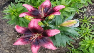 Lilium x 'Tiny Poems' (Asiatic Lily)