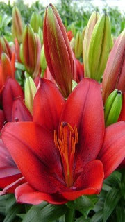Lilium x 'Tiny Rocket' (Asiatic Lily)