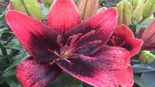 Lilium x 'Tiny Shadow' (Asiatic Lily)