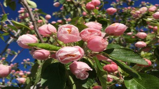 Crataegus X Mordenensis 'Toba' (Toba Hawthorn)