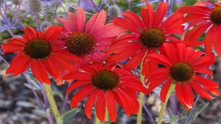 Echinacea x 'Tomato Soup' (Tomato Soup Coneflower)