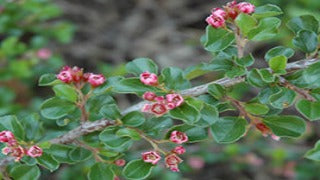 Cotoneaster Apiculatus 'Tom Thumb' (Tome Thumb Cotoneaster)